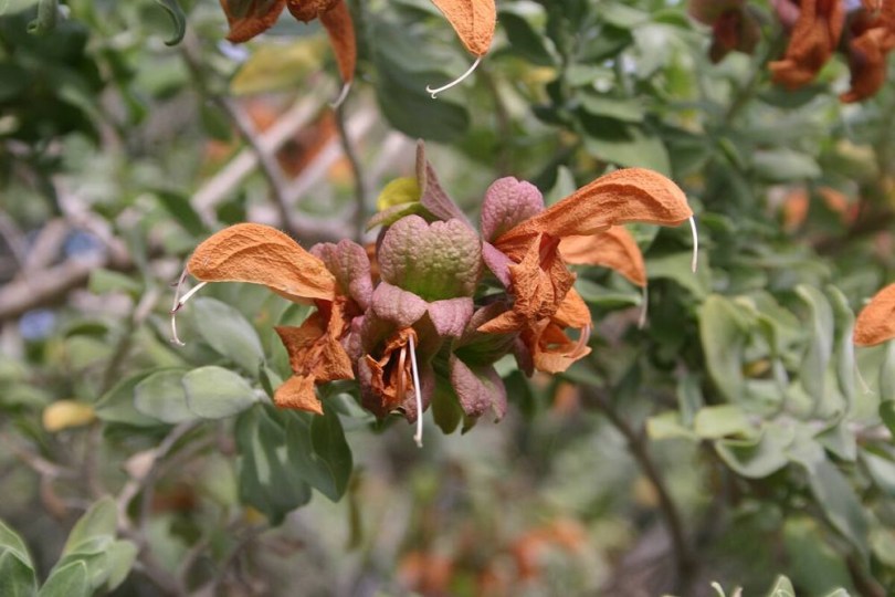 Aranyzsálya - Dűne zsálya, Salvia aurea, fűszernövény, fűszer